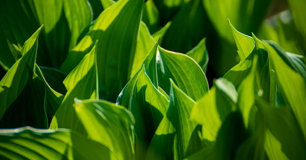 Guide pratique pour démarrer son potager bio à la maison