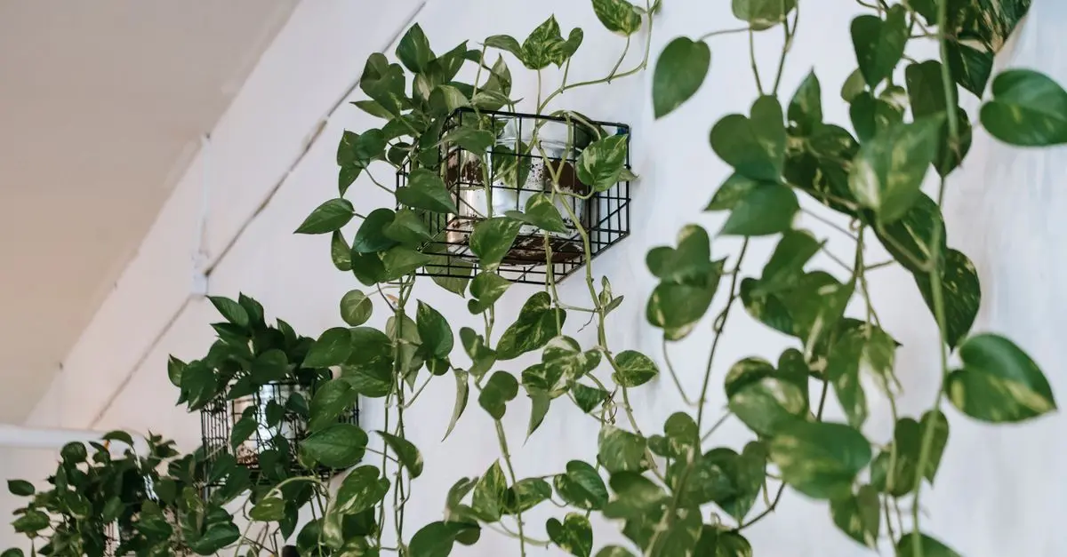 Guide pratique pour une décoration intérieure bio