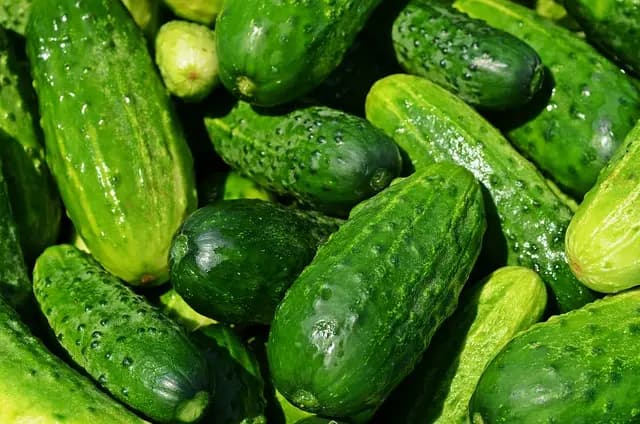 Tendances des produits bio à suivre en 2026 : Les nouvelles attentes