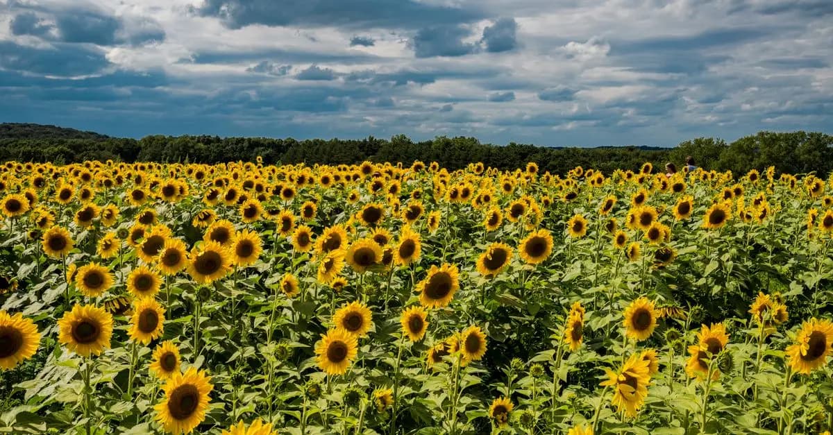 L'impact de l'agriculture biologique sur l'environnement