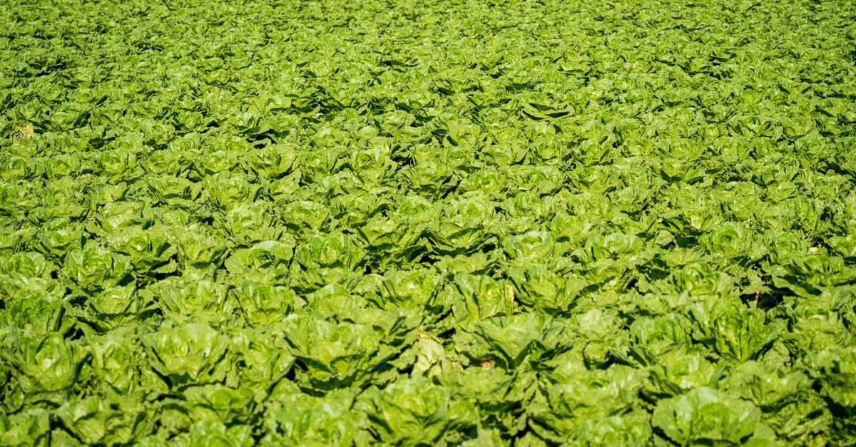 Les 8 principes clés d'une agriculture bio réussie