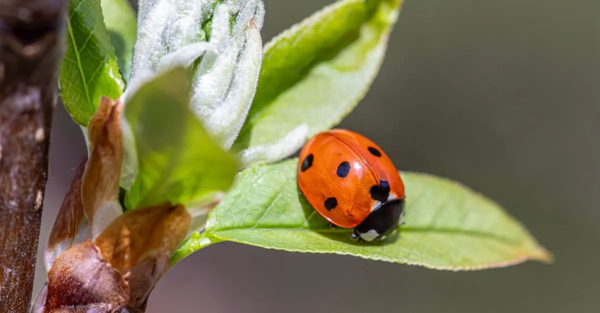 Le rôle des insectes bénéfiques dans le jardin bio